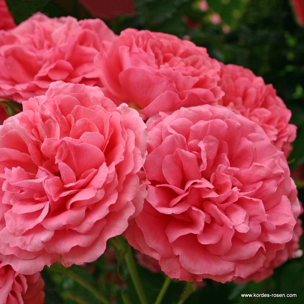 Роза плетистая Розариум Ютерсен штамб 80